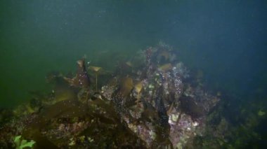 Beyaz deniz buz dalgıçlar underwter benzersiz çekim.