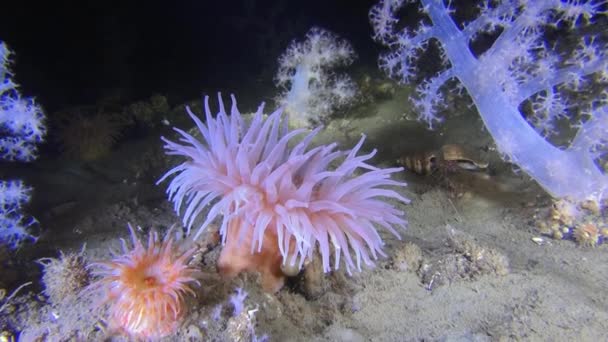 Exclusive soft coral underwter in White Sea. — Stock Video