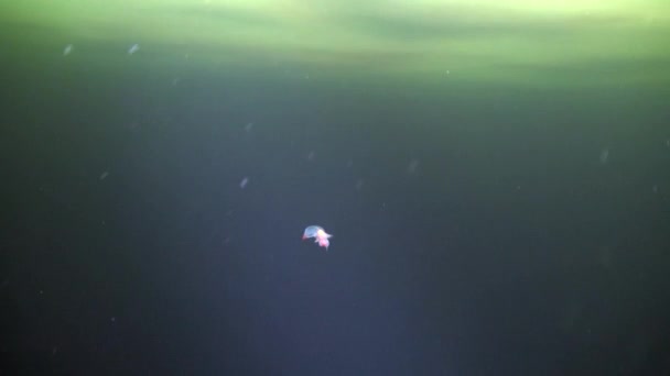 Underwter unikátní mořský ďábel v ledu bílé moře. — Stock video