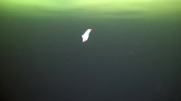 백 해의 얼음에 독특한 바다 악마 underwter. — 비디오