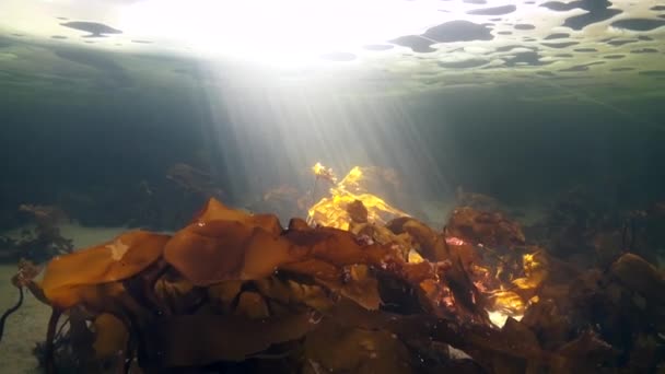 Unique shooting of diver underwter on seabed in ice of White Sea. — Stock Video