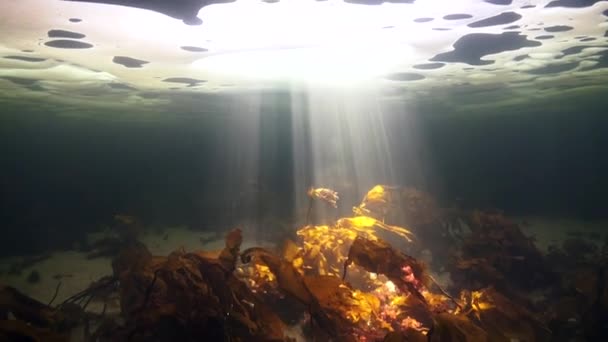Einzigartige Aufnahmen von Tauchern unter Wasser auf dem Meeresboden im Eis des Weißen Meeres. — Stockvideo