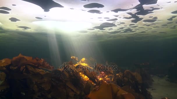 백 해의 얼음에 해저에 잠수 부 underwter의 독특한 촬영. — 비디오