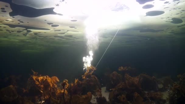 Împușcături unice de scafandru pe fundul mării în gheața Mării Albe . — Videoclip de stoc
