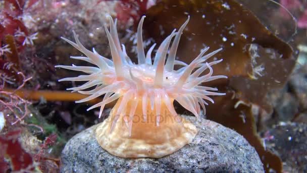 Unique tir sous l'aile dans la glace de la mer Blanche . — Video