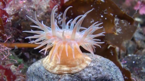 Sottovento di sparatoria unico in ghiaccio di Mar Bianco . — Video Stock