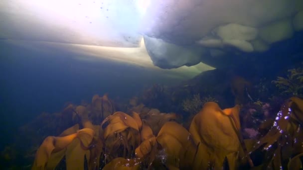 Einzigartiges Shooting unter Wasser im Eis des weißen Meeres. — Stockvideo