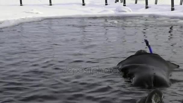 Único tiro ballena blanca y buceador underwter en el hielo del Mar Blanco . — Vídeos de Stock