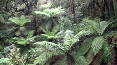 Orman yeşili Yeni Zelanda'da kalın.