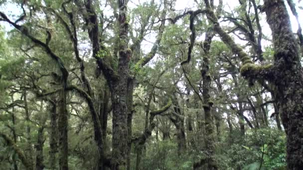 Floresta verde grosso na Nova Zelândia . — Vídeo de Stock