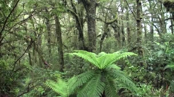 Bosque verde grueso en Nueva Zelanda . — Vídeo de stock