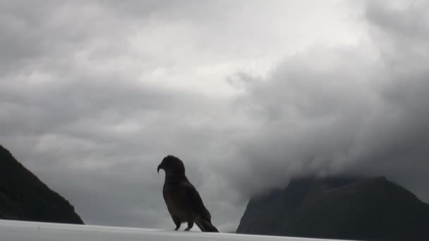 Bird on the roof of a car in the green mountains of New Zealand. — Stock Video