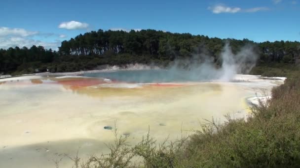 Geysers water hot springs on background of forest in New Zealand. — Stock Video