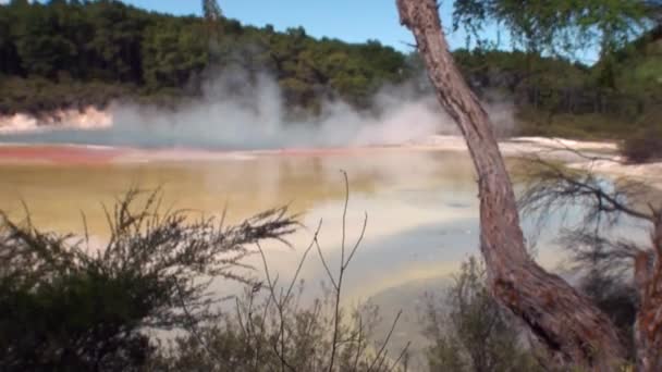 Geysire wässern heiße Quellen im Hintergrund des Waldes in Neuseeland. — Stockvideo