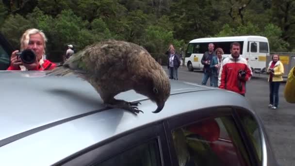Люди сфотографувати птахів на дах автомобіля в зелені гори Нової Зеландії. — стокове відео
