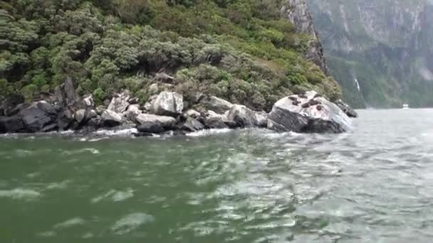 Tätningar på klippiga kusten vid havet i Nya Zeeland. — Stockvideo