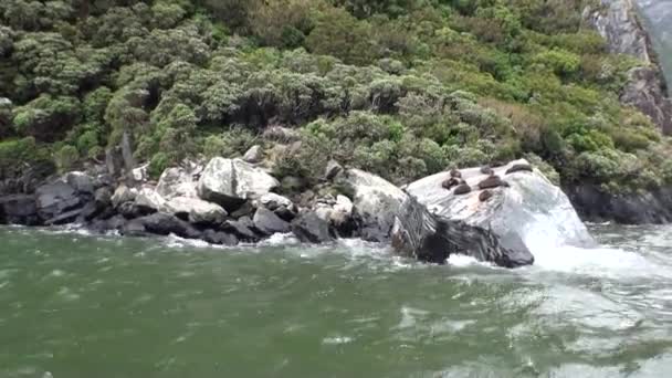 Robben an felsiger Küste des Ozeans in Neuseeland. — Stockvideo