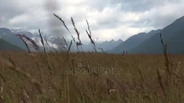 Espiguetas douradas de trigo em montanhas no céu de fundo e nuvens na Nova Zelândia . — Vídeo de Stock