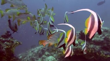 Benzersiz egzotik çizgili balık sürüsü sualtı Maldivler deniz.