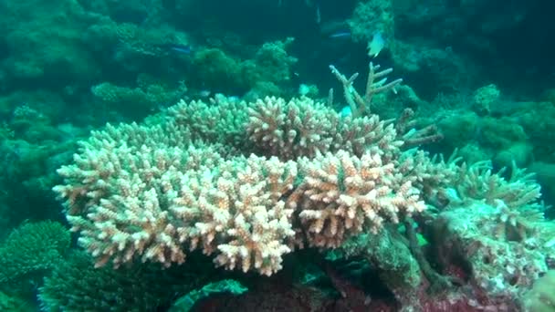 School van vissen op achtergrond kleurrijke koralen onderwater in de zee van de Malediven. — Stockvideo