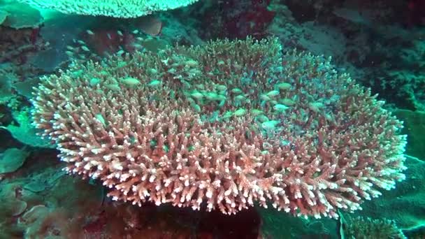 Ecole de poissons sur fond de coraux colorés sous-marins en mer des Maldives . — Video