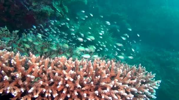 Escola de peixes no fundo corais coloridos subaquático no mar de Maldivas . — Vídeo de Stock