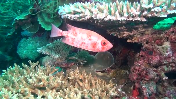 몰디브의 수 중 분명 해저의 배경에 고유 그룹화 포 치 생선. — 비디오