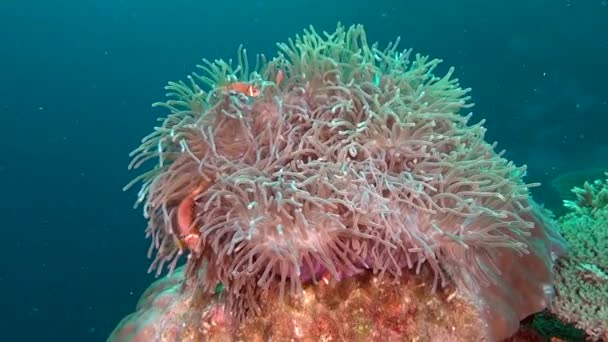 Ανεμώνη actinia και φωτεινό πορτοκαλί ψάρι κλόουν στο βυθό υποβρύχια των Μαλδίβων. — Αρχείο Βίντεο