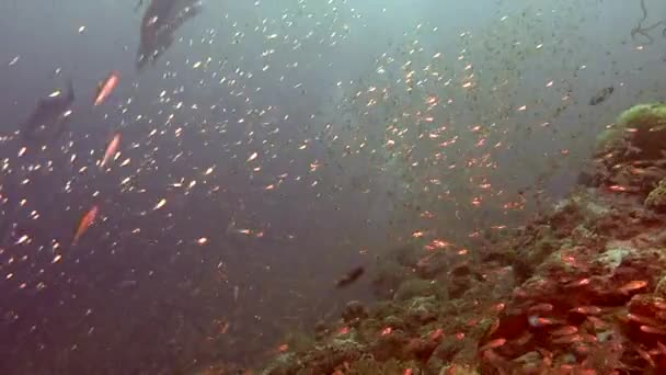 Escola de peixes no fundo corais coloridos subaquático no mar de Maldivas . — Vídeo de Stock