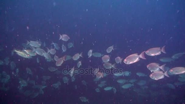 Escola de peixes subaquáticos no mar de Maldivas . — Vídeo de Stock