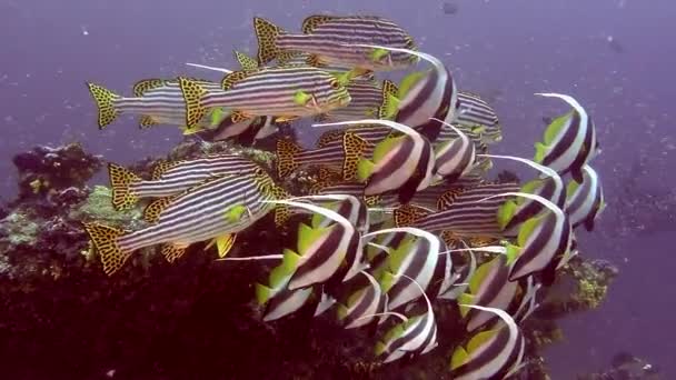 Scuola di pesce esotico unico a strisce sott'acqua in mare delle Maldive . — Video Stock