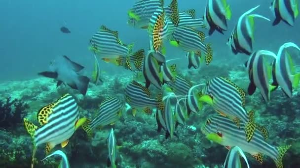 Σχολή μοναδικό εξωτικό ριγέ ψαριών υποβρύχια στη θάλασσα των Μαλδίβων. — Αρχείο Βίντεο