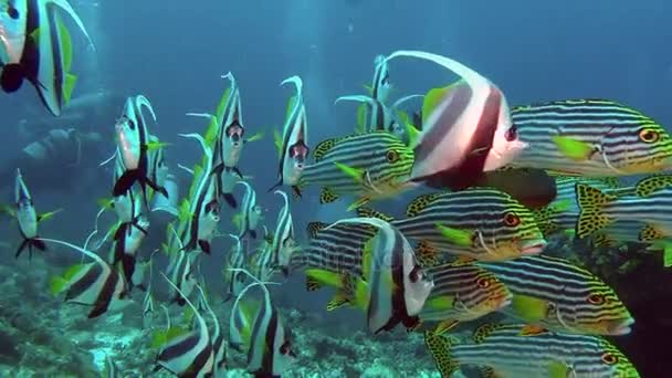 Escuela de peces exóticos únicos a rayas bajo el agua en el mar de Maldivas . — Vídeo de stock