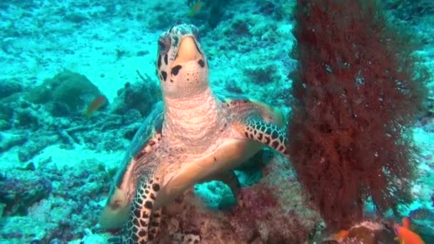 Green sea turtle on clean clear seabed underwater in Maldives. — Stock Video
