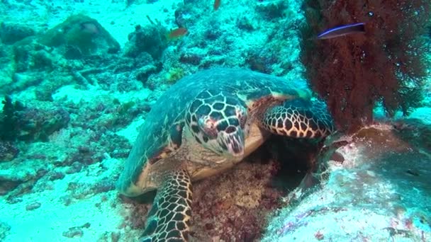 Tartaruga marinha verde no fundo do mar limpo subaquático em Maldivas . — Vídeo de Stock