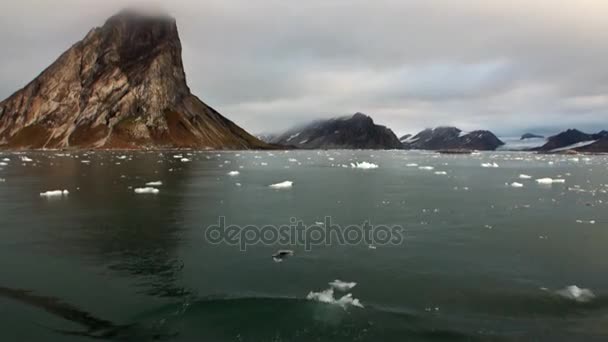 스발바르에서 북극 바다의 물을 백그라운드에서 해안 빙하. — 비디오