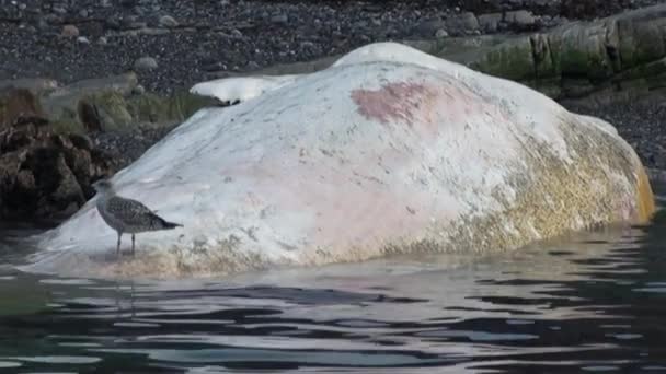 Dode walvis in het water van de Noordelijke IJszee op de oever in Svalbard. — Stockvideo