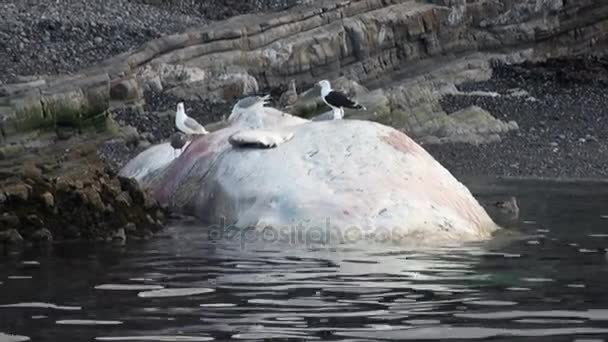 스발바르에서 해안에 북극해의 물에서 죽은 고래. — 비디오