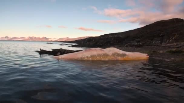 Döda valar i vattnet i norra ishavet på stranden i Svalbard. — Stockvideo