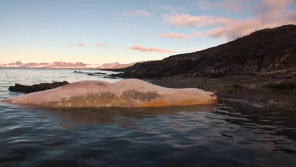 Baleia morta na água do Oceano Ártico na costa em Svalbard . — Vídeo de Stock