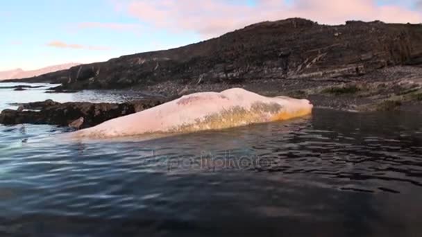 Mrtvá velryba do vody Severního ledového oceánu na pobřeží v Svalbard. — Stock video