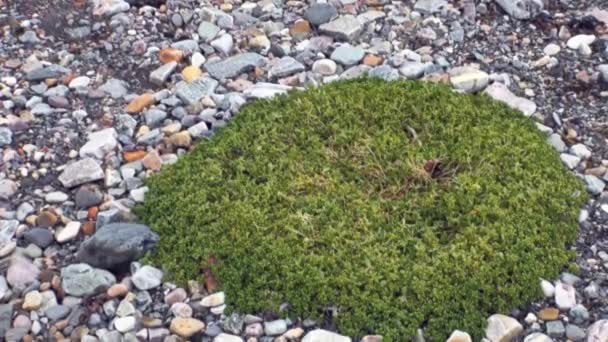 Svalbard kutuplarda taş toprak yeşil bitkiler. — Stok video