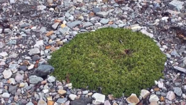 Plantas verdes em solo de pedra do Ártico em Svalbard . — Vídeo de Stock