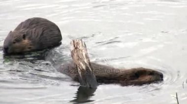 Kunduzlar su Barajlar, Kuru günlükleri ve Ushuaia ağaçlarda arka plan üzerinde yemek.