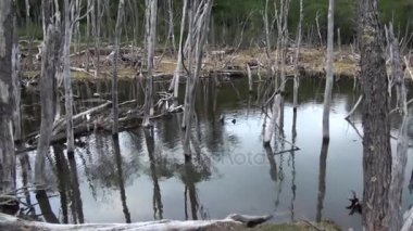 Baraj gölet kuru ağaçlar ev kunduz Ushuaia içinde oturum..