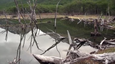 Baraj gölet kuru ağaçlar ev kunduz Ushuaia içinde oturum..