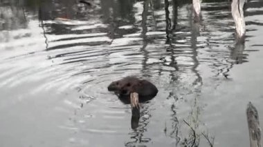 Kunduzlar su Barajlar, Kuru günlükleri ve Ushuaia ağaçlarda arka plan üzerinde yemek.