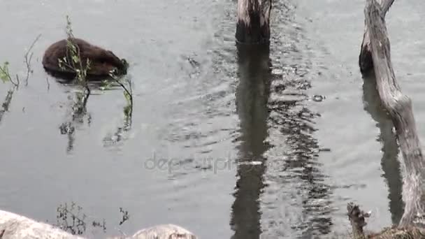 Biber fressen in Wasserdämmen auf dem Hintergrund trockener Baumstämme und Bäume in Uhuaia. — Stockvideo