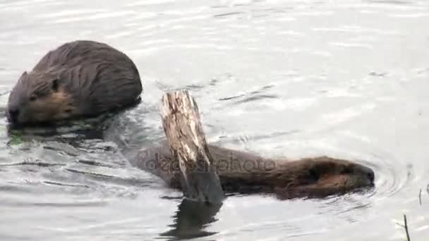 Castores comen en presas de agua sobre el fondo de troncos secos y árboles en Ushuaia . — Vídeos de Stock