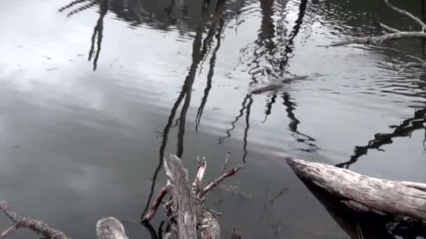 Presa estanque árboles secos casa de troncos castor en Ushuaia . — Vídeos de Stock